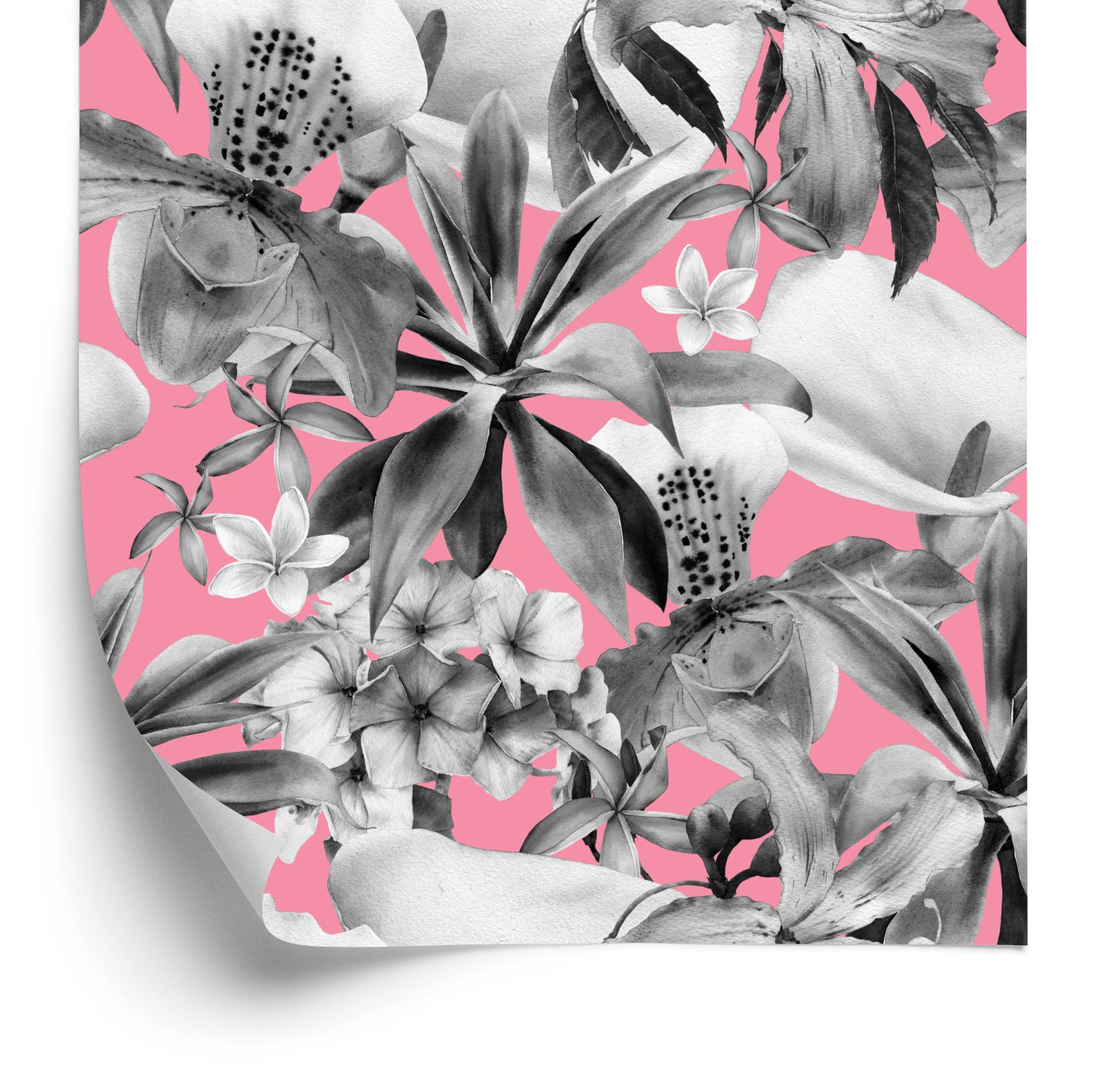 Wallpaper Orchid. Nature. Plants. Nature
