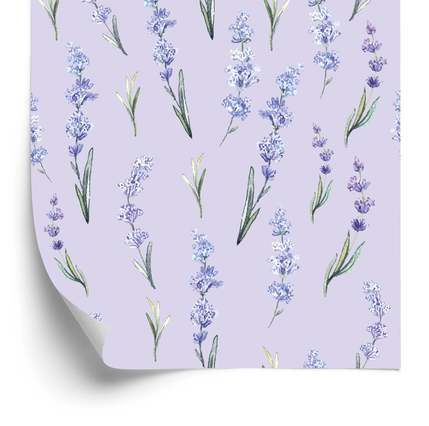 Wallpaper Lavender Nature