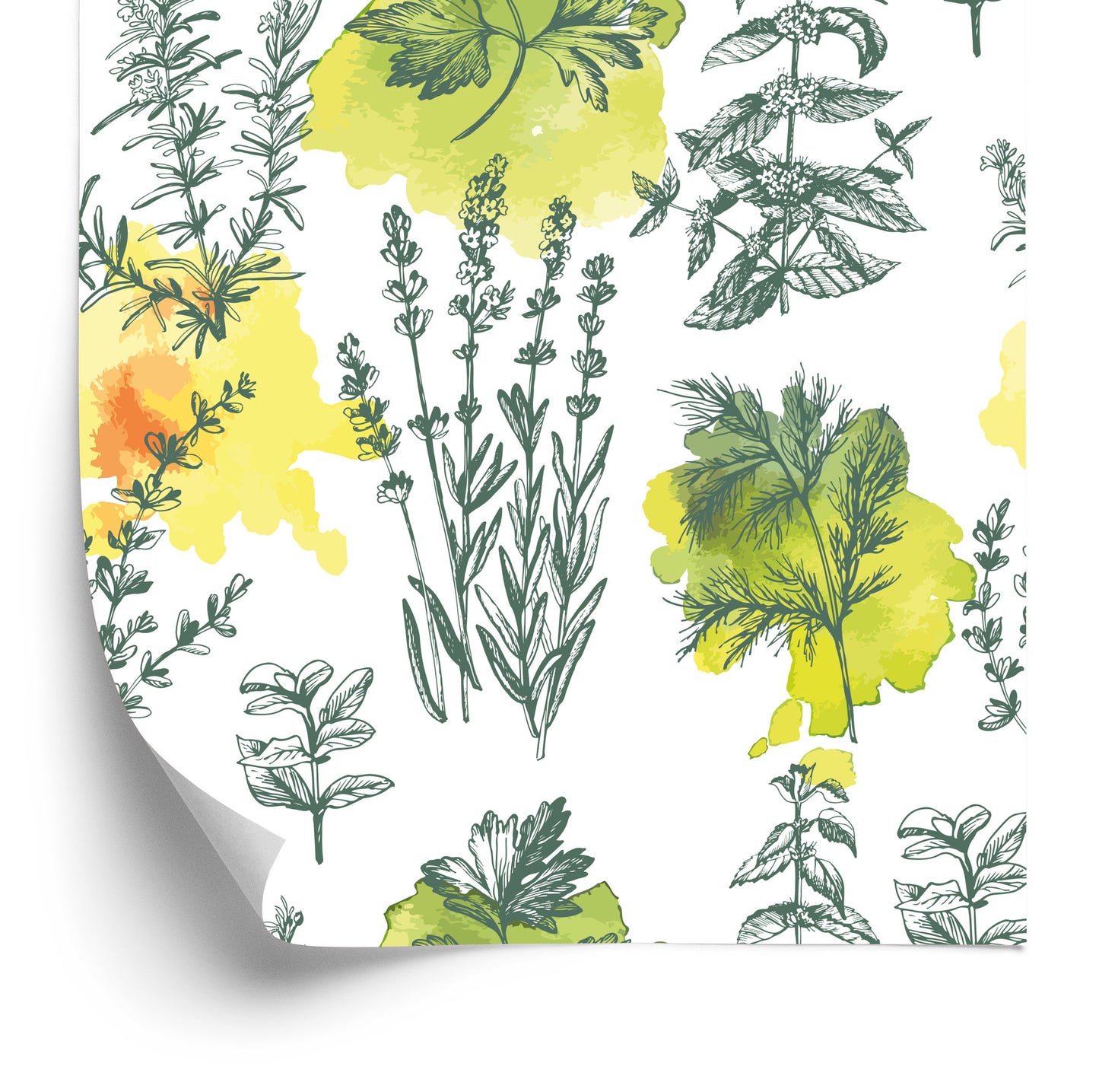 Wallpaper Green Lavender Plants