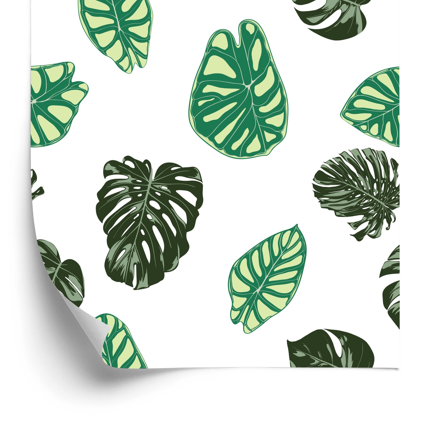 Wallpaper Monstera And Alocasia Leaves