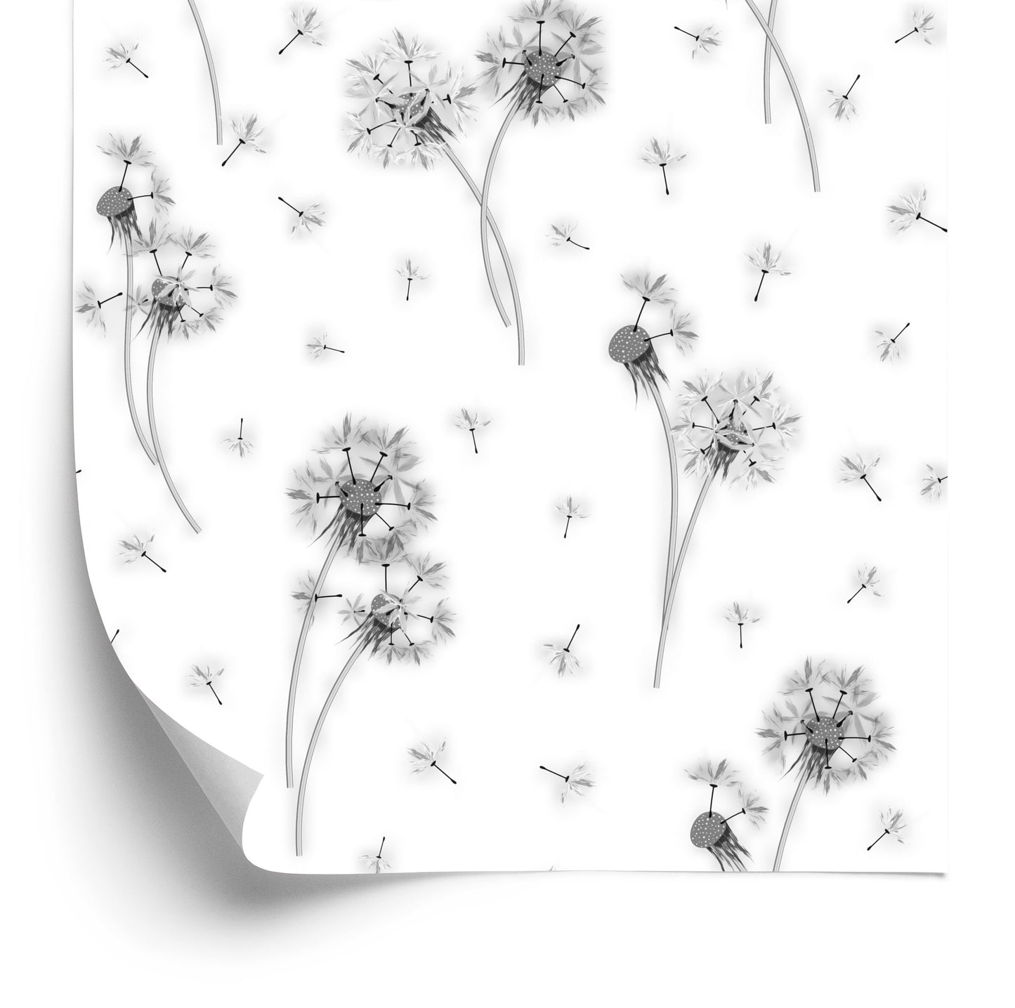 Wallpaper Black And White Dandelion Flowers