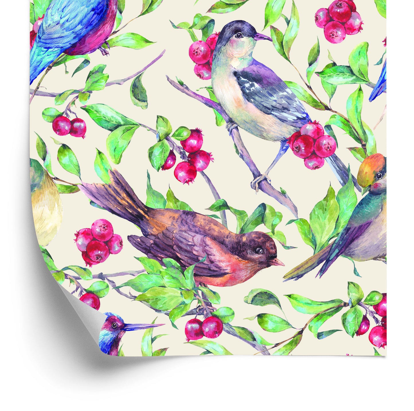 Wallpaper Beautiful Colorful Birds