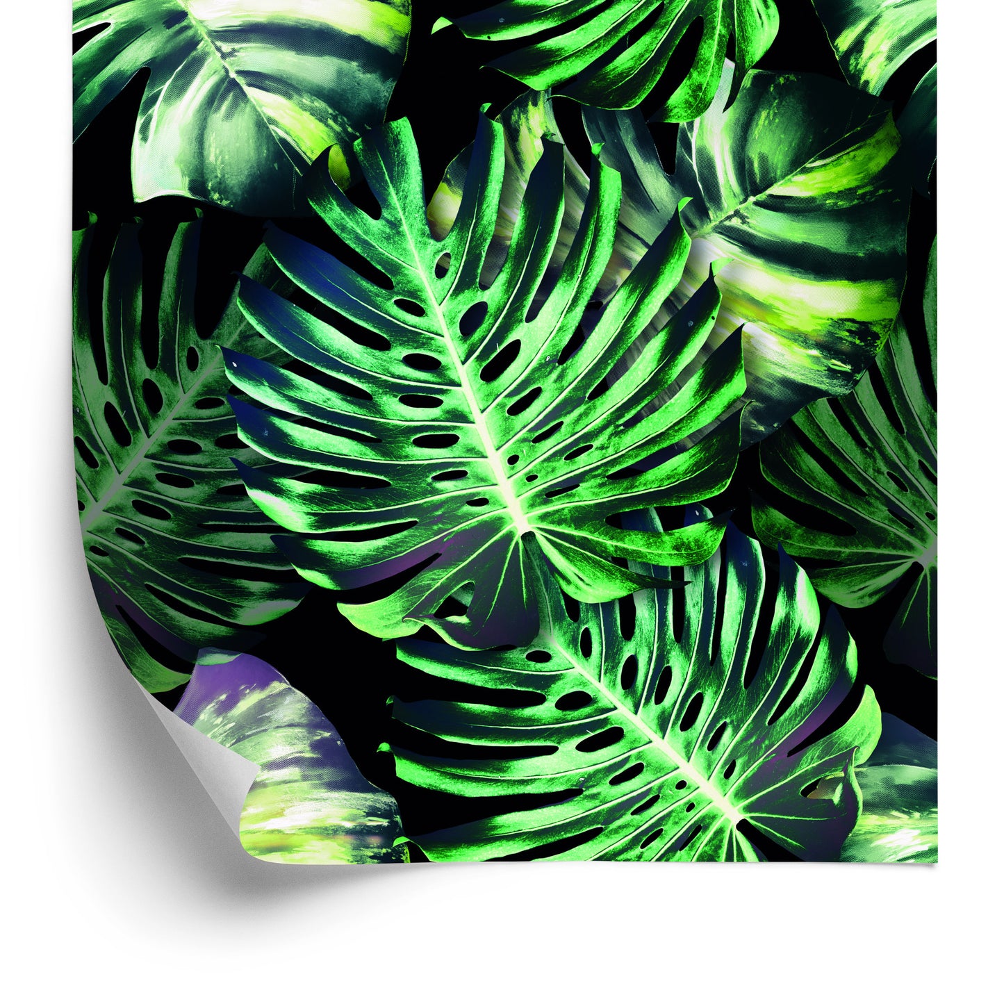 Wallpaper Tropical Monstera Leaves