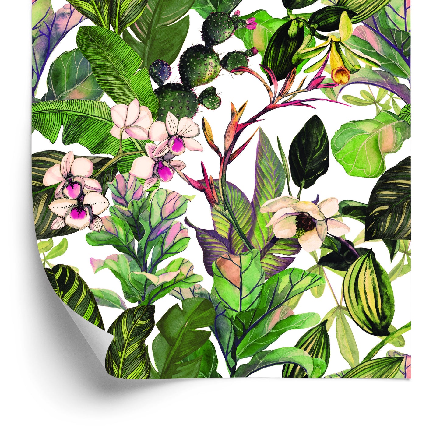 Wallpaper Tropical Leaves And Cacus