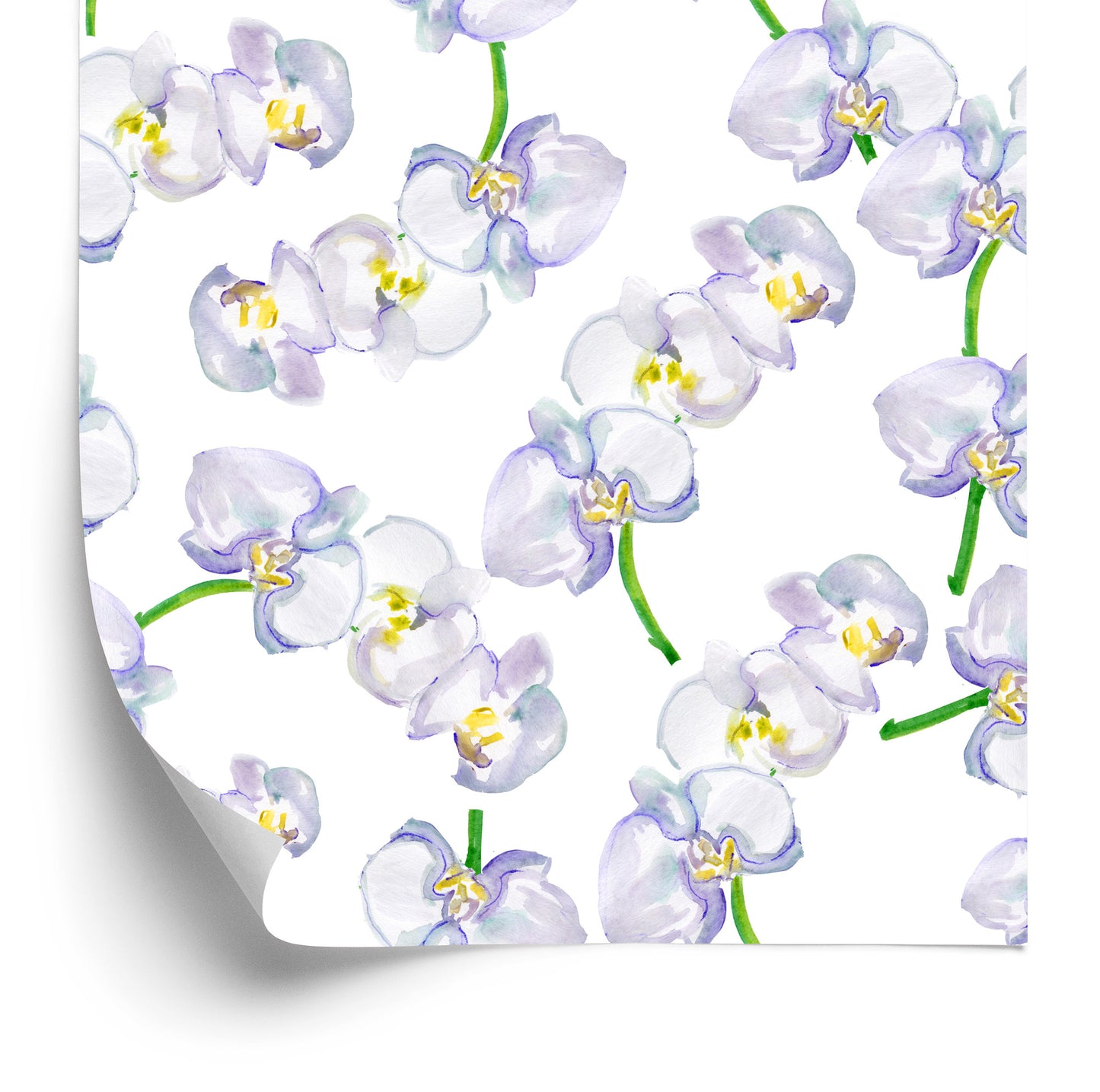 Wallpaper Orchid. Orchid. Nature Flowers