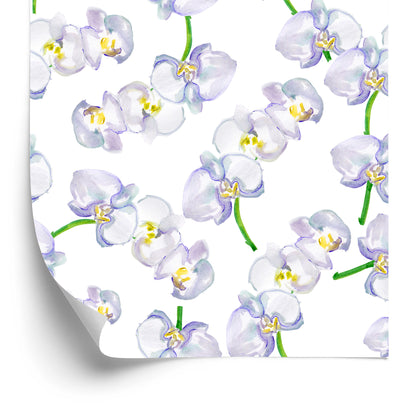 Wallpaper Orchid. Orchid. Nature Flowers