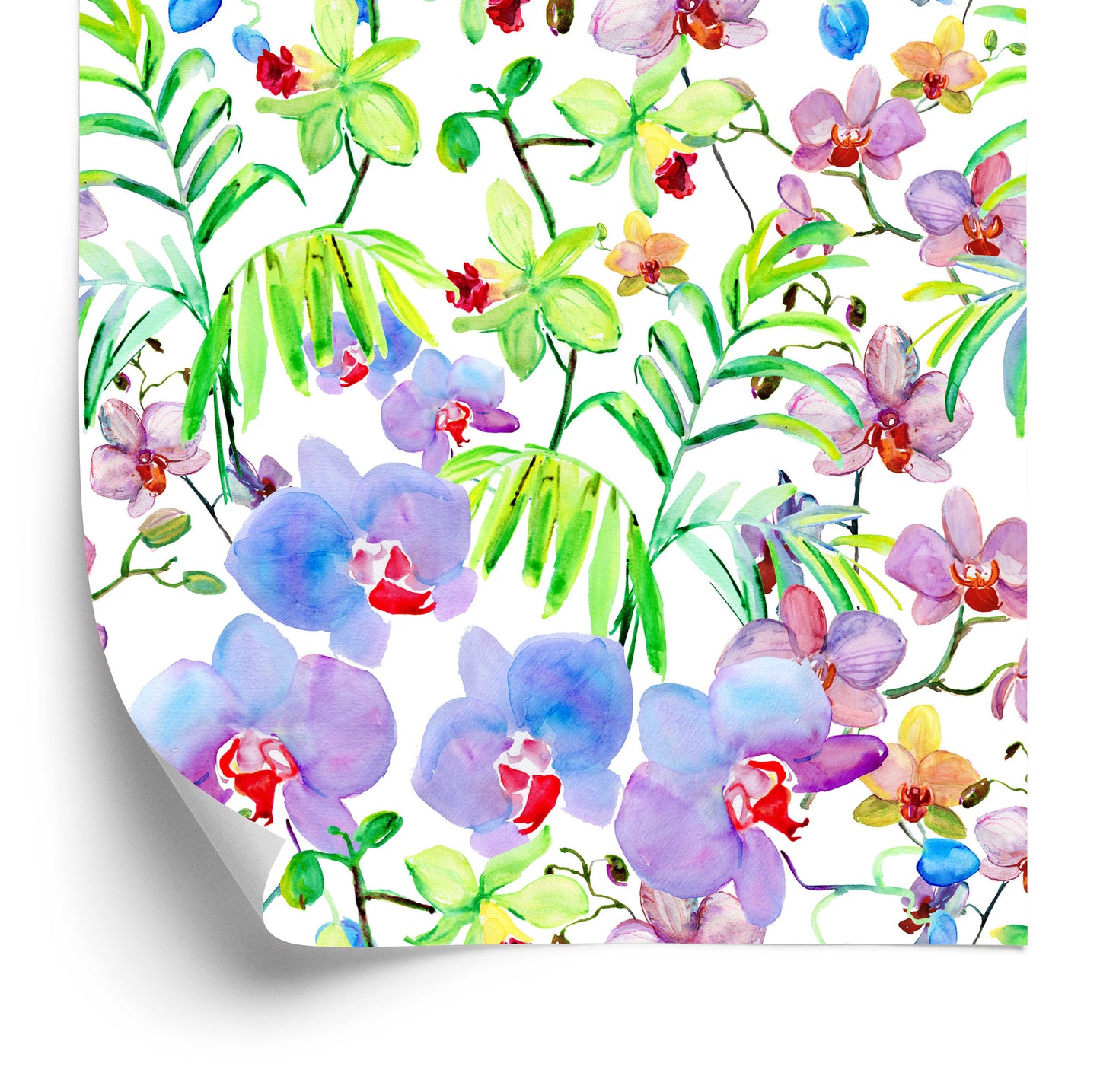 Wallpaper Orchid Orchids Plants Flowers For Living Room