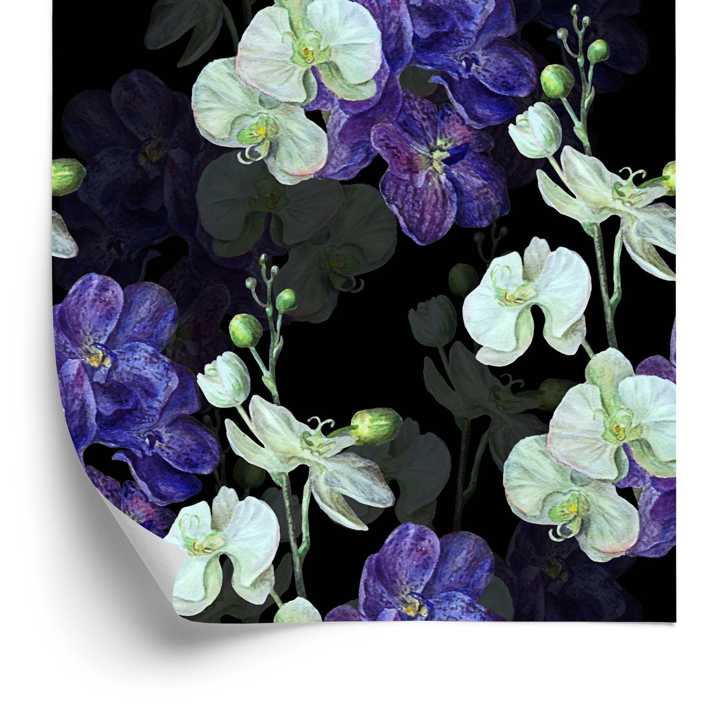 Wallpaper Orchid. Orchid. Nature. Flowers