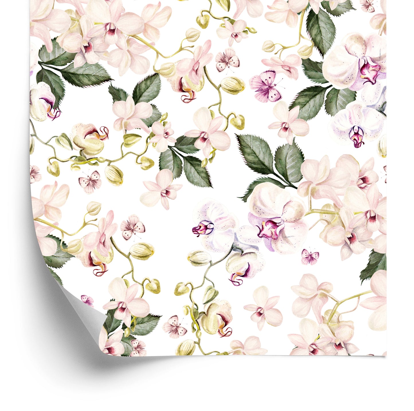 Wallpaper Orchid Orchid Flowers Nature For Living Room