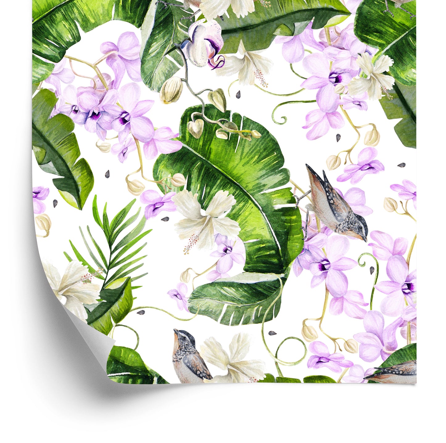 Wallpaper Plants. Nature. Orchids. Flowers
