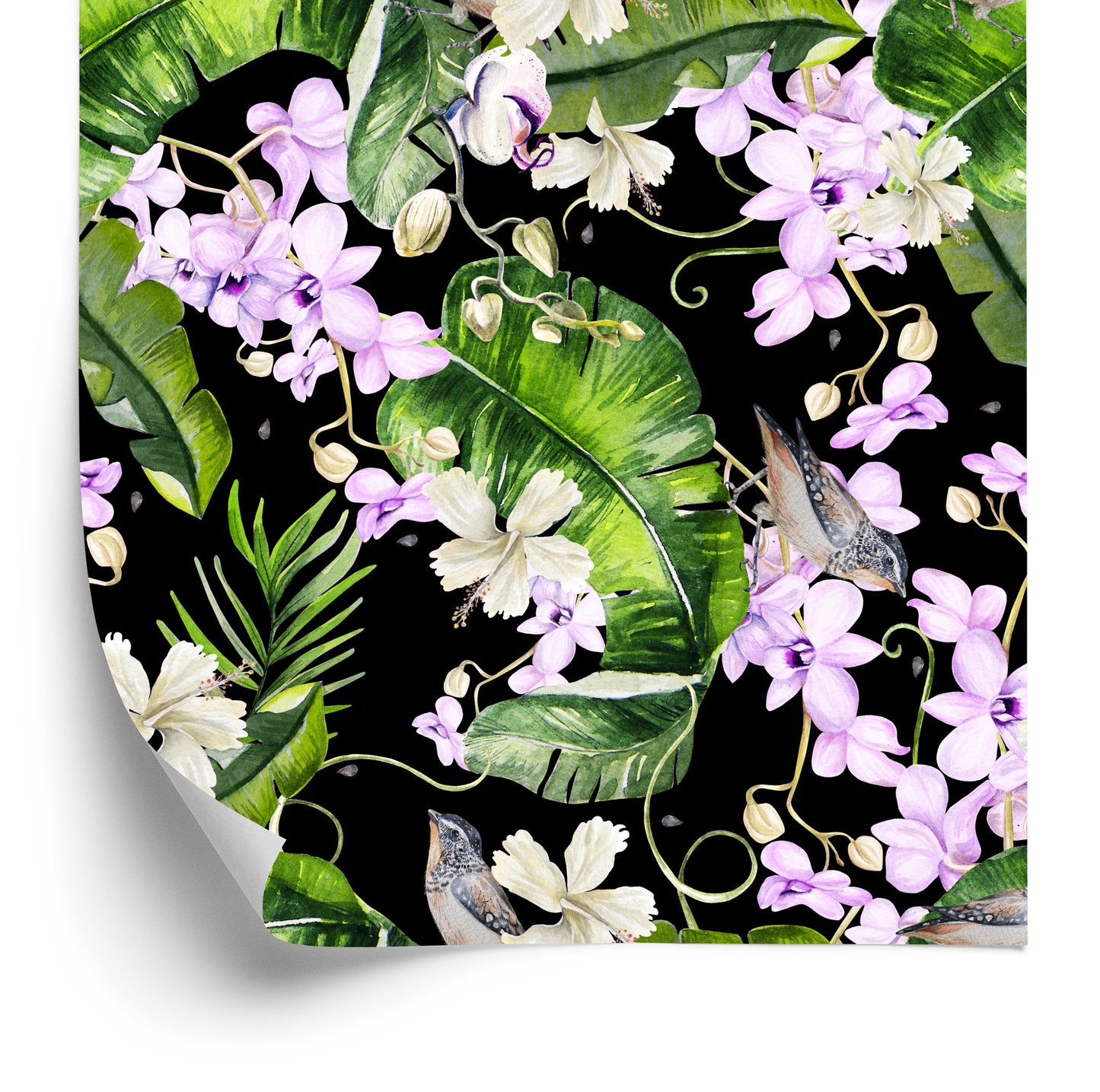 Wallpaper For Living Room Orchids Nature Flowers Plants