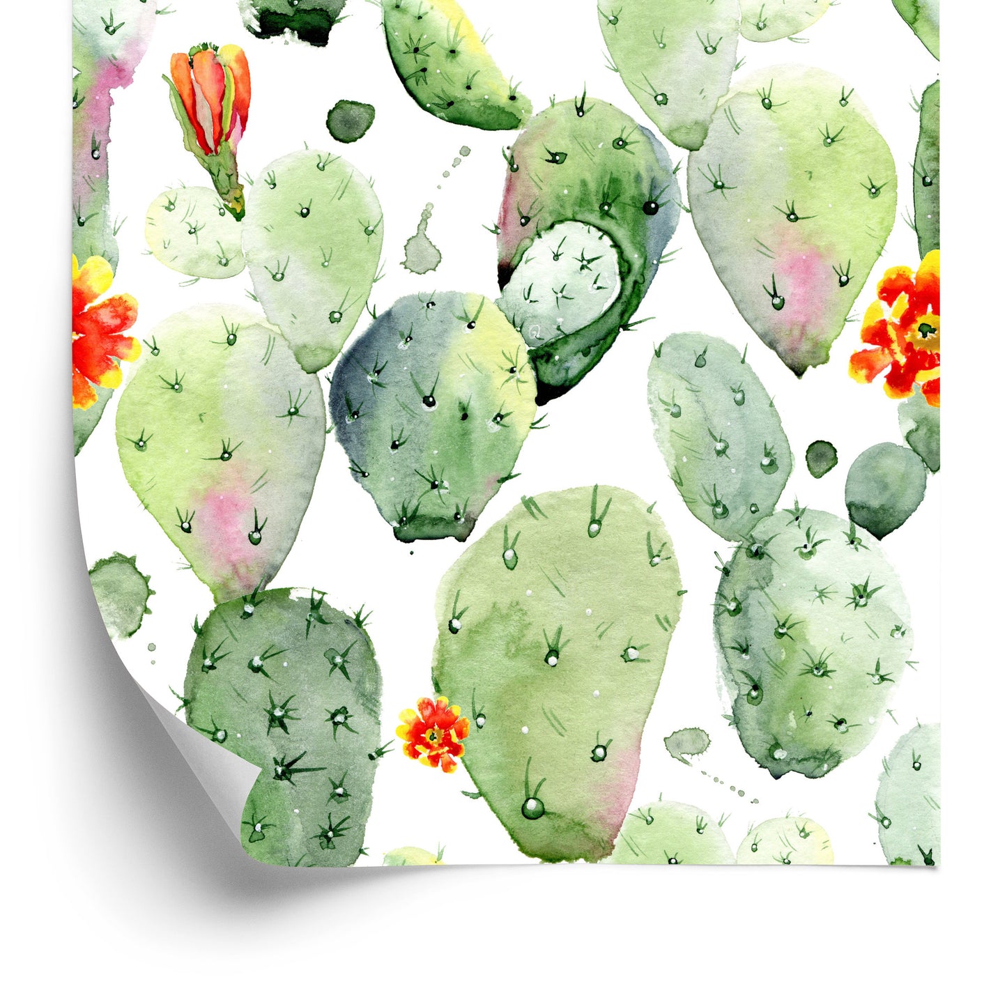 Wallpaper Cacti With Spots And Flowers