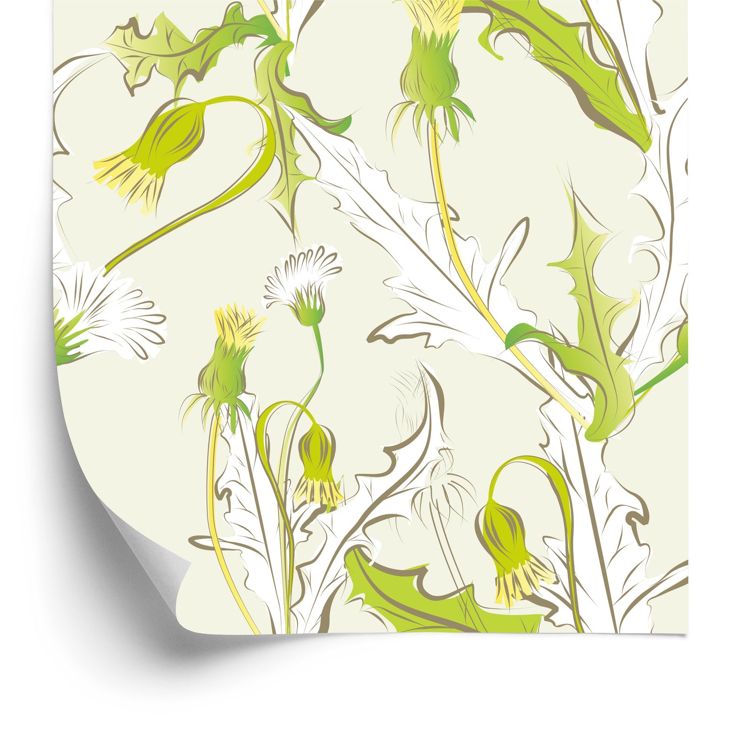 Wallpaper Young Dandelion Flowers