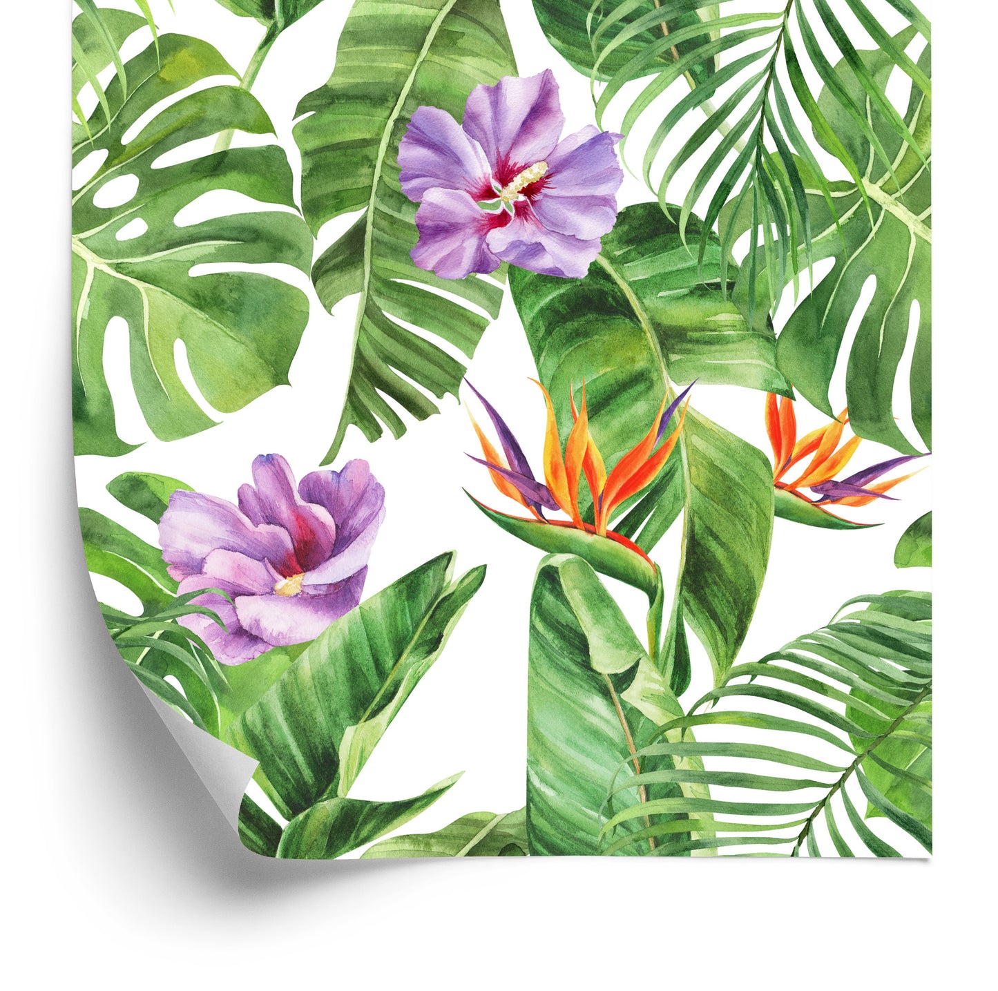 Wallpaper Beautiful Exotic Flowers