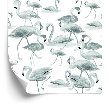 Wallpaper Flamingos Birds Nature Salon