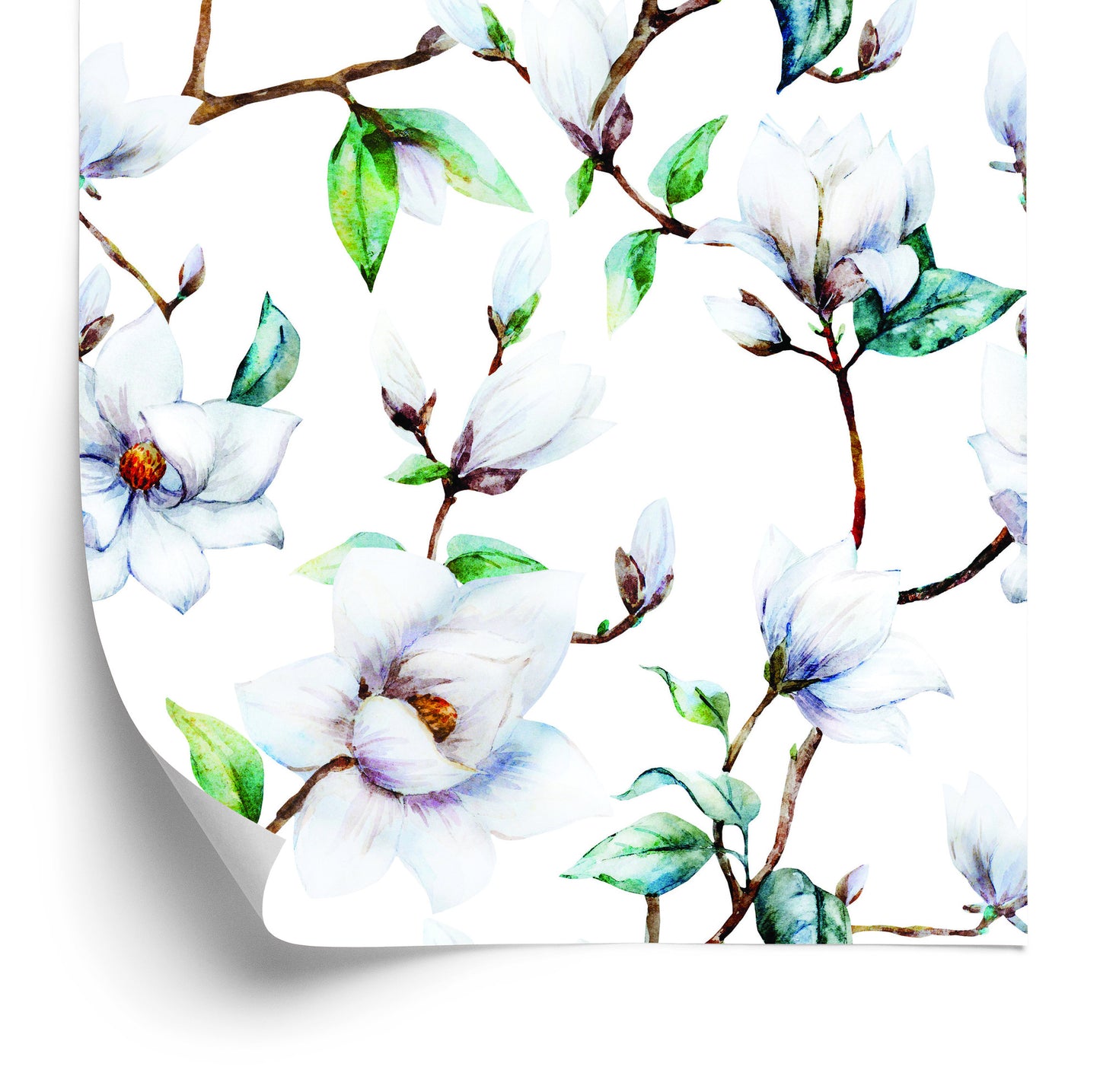 Wallpaper White Magnolia