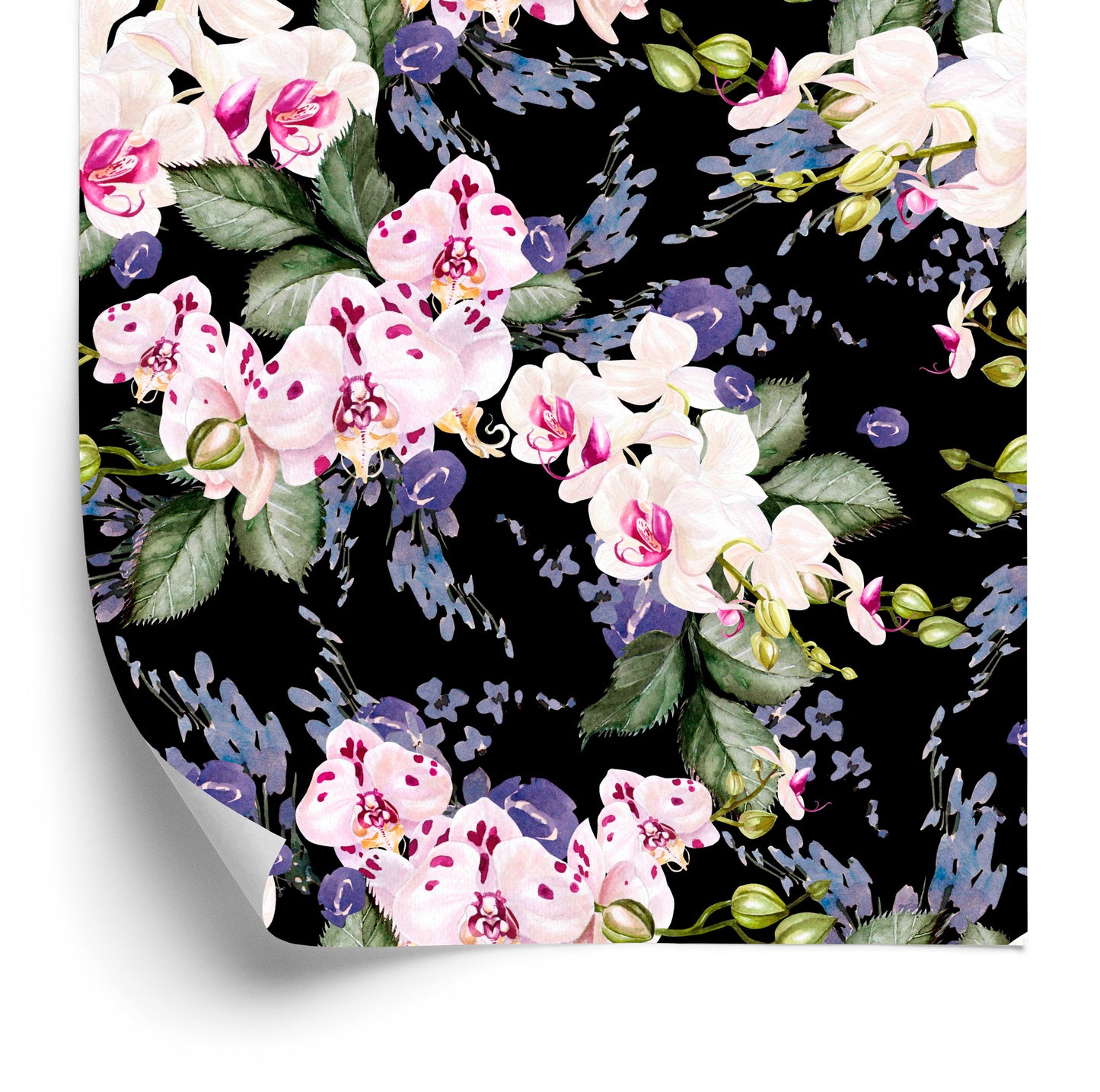 Wallpaper Flowers. Nature. Orchids. Nature