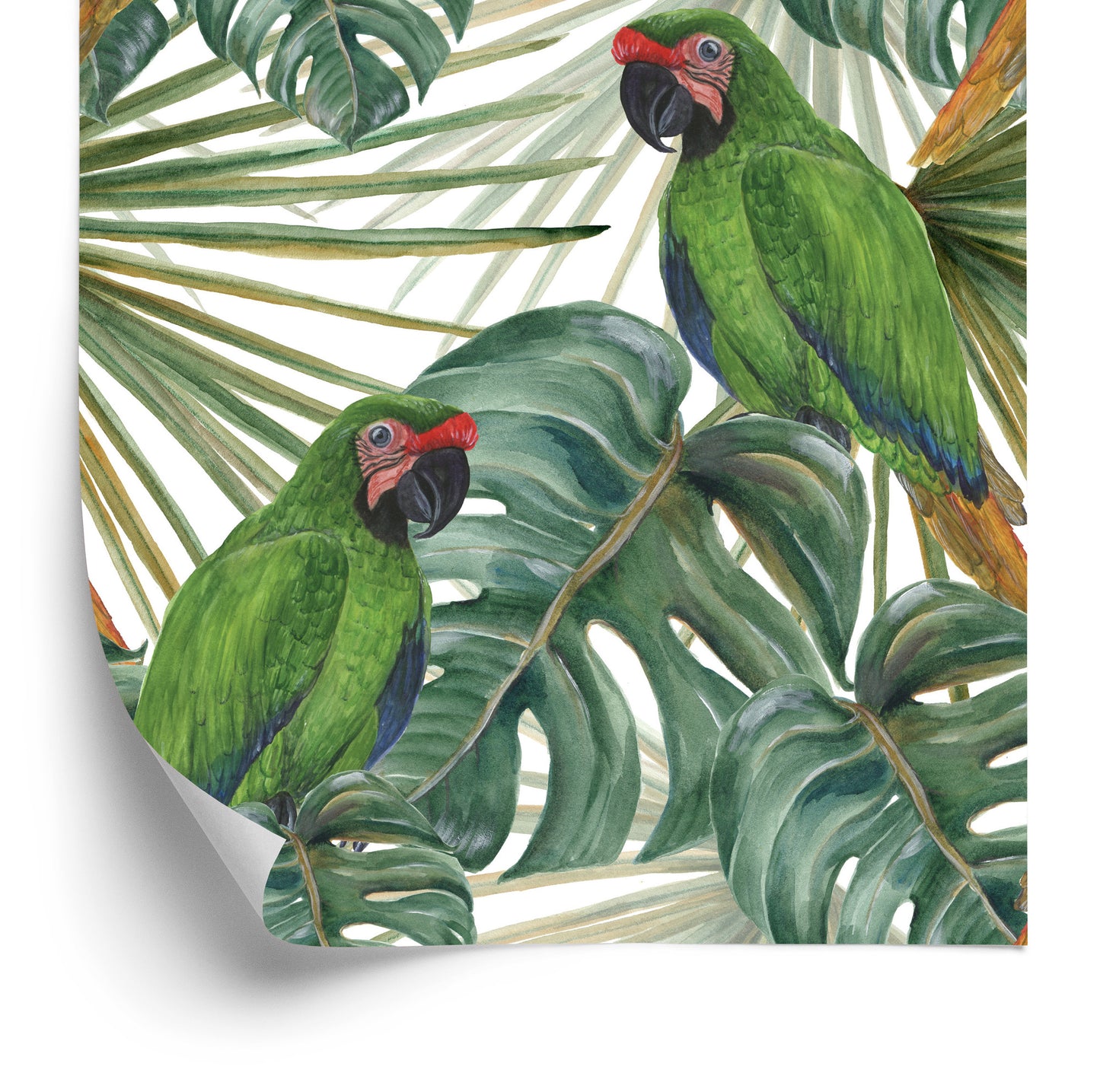 Wallpaper Beautiful Parrots