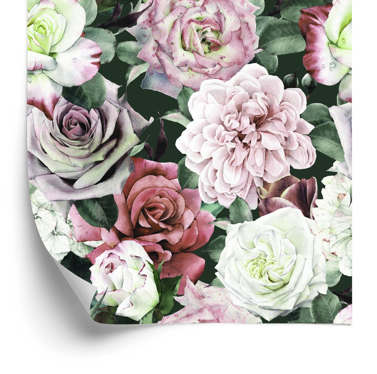 Wallpaper Peonies In The Middle Of Leaves