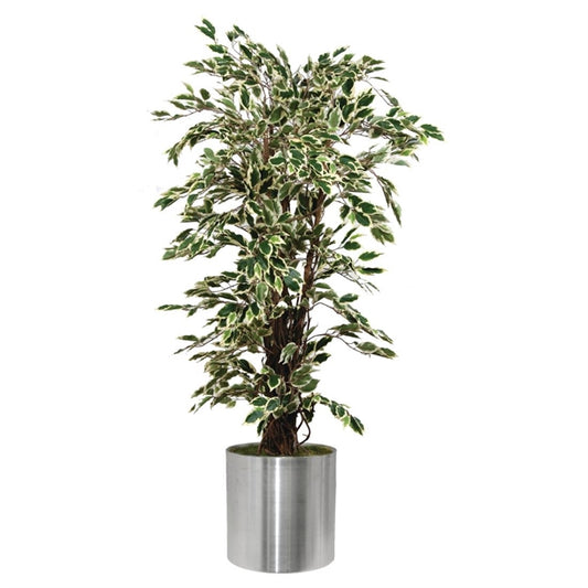 Ficus Exotica Variagated 1500mm cc502