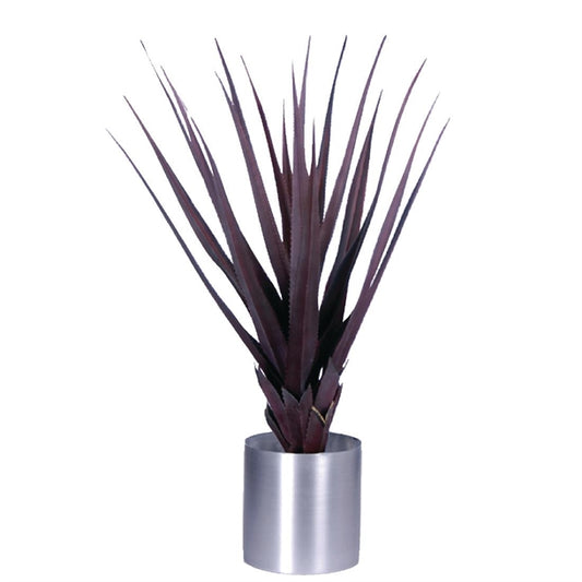 Pandanus Red 900mm cc503