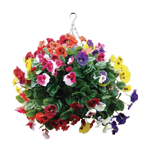 22" Mixed Colours Pansy Ball cg575