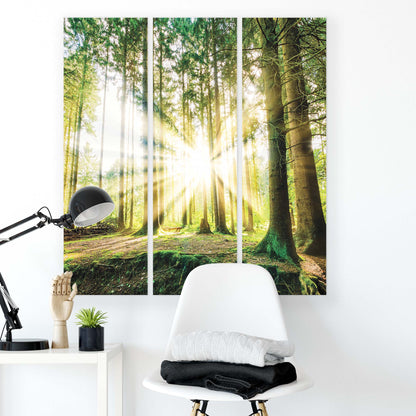 Forest & Trees Canvas Photo Print - USTAD HOME