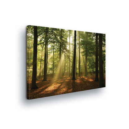 Forest & Trees Canvas Photo Print - USTAD HOME