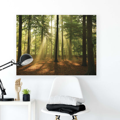 Forest & Trees Canvas Photo Print - USTAD HOME