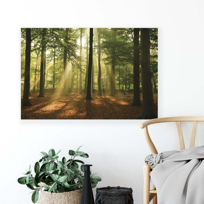 Forest & Trees Canvas Photo Print - USTAD HOME