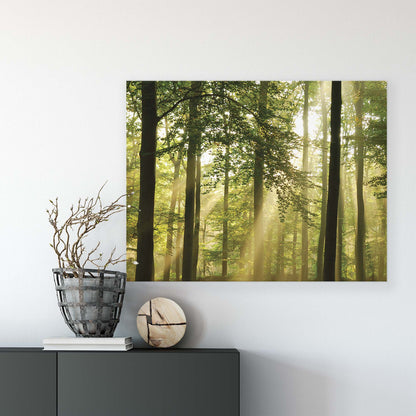 Forest & Trees Canvas Photo Print - USTAD HOME