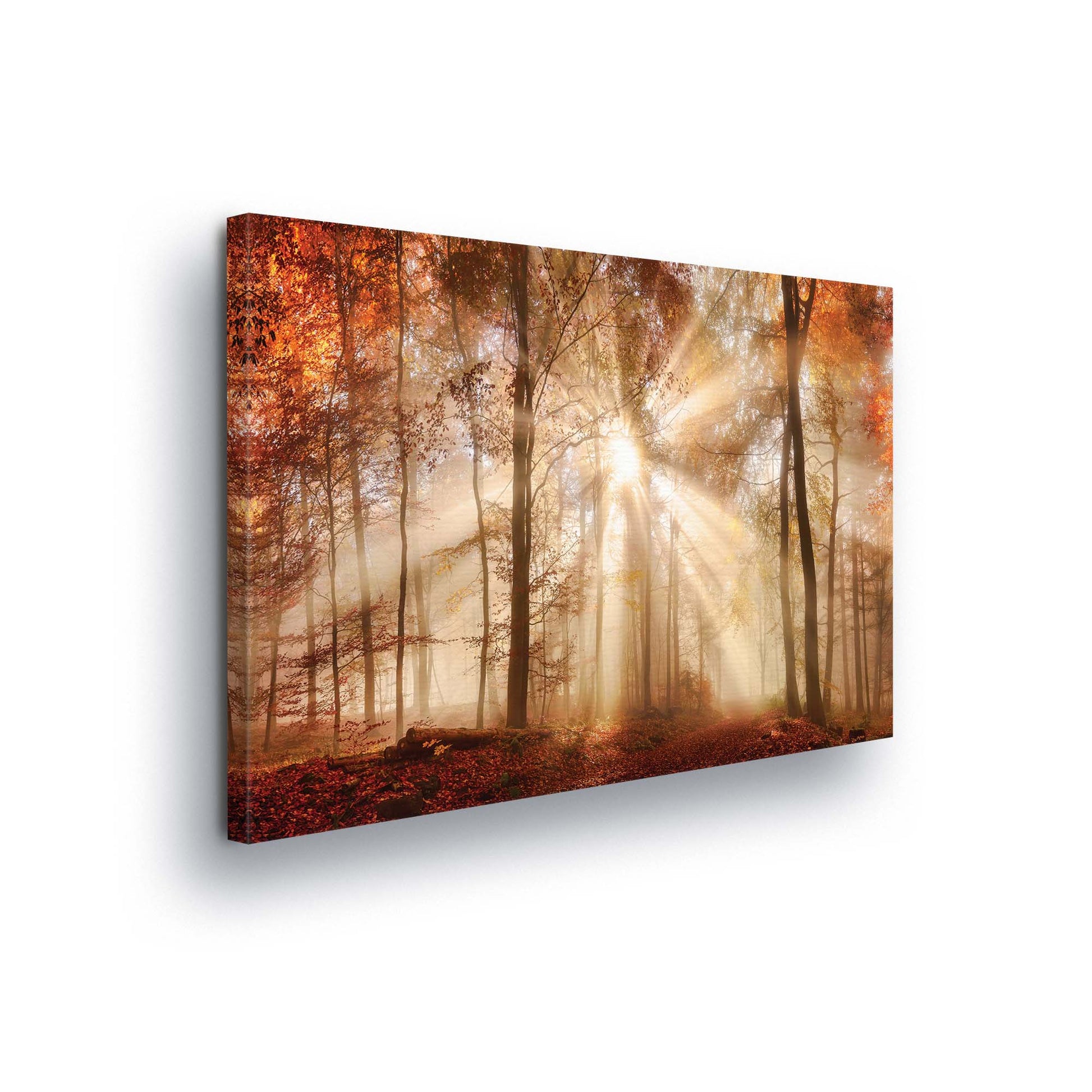 Forest & Trees Canvas Photo Print - USTAD HOME