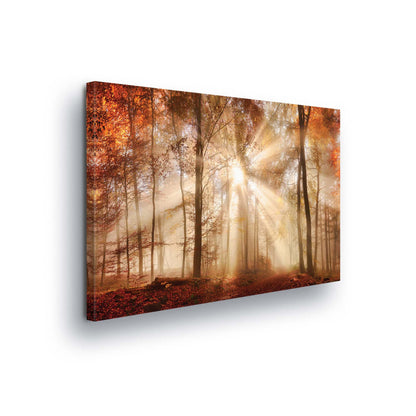 Forest & Trees Canvas Photo Print - USTAD HOME