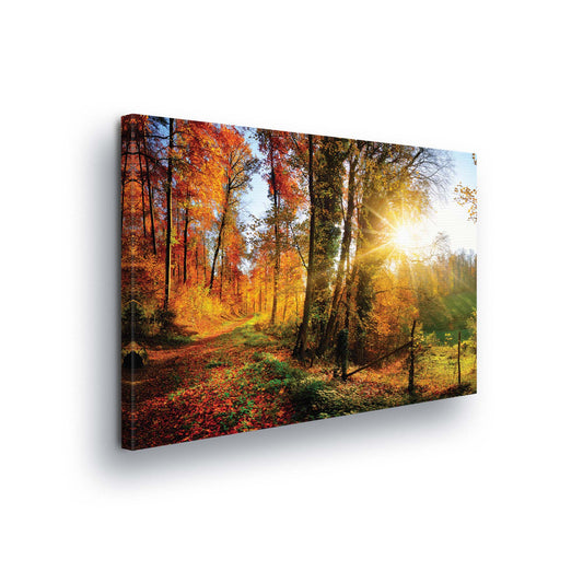 Forest & Trees Canvas Photo Print - USTAD HOME