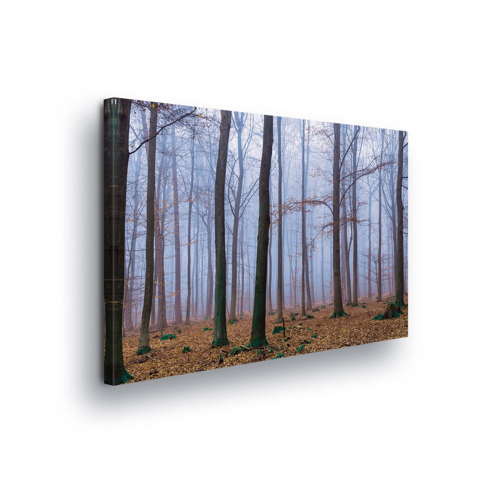 Forest & Trees Canvas Photo Print - USTAD HOME