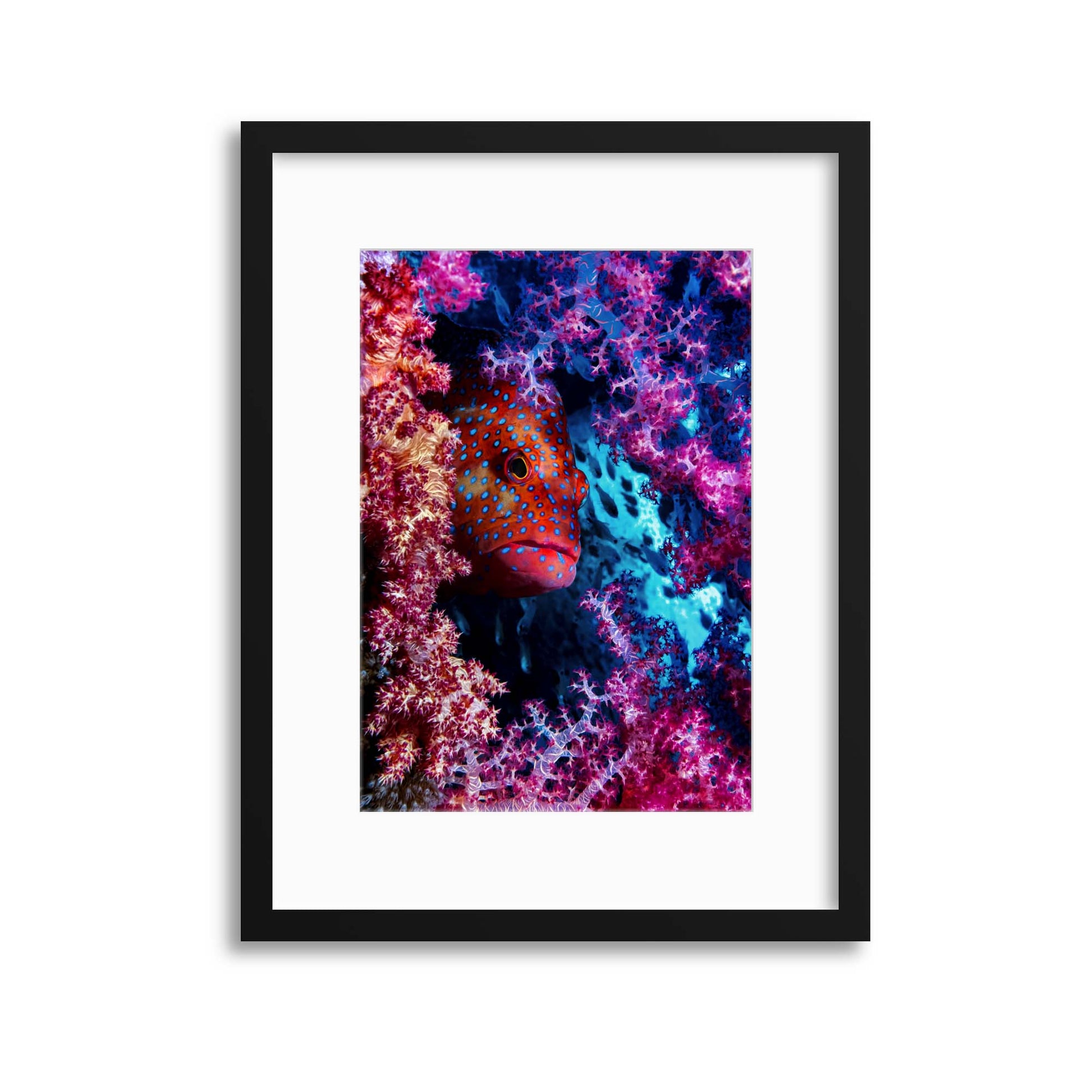 Coral Hind by Dani Barchana Framed Print - USTAD HOME