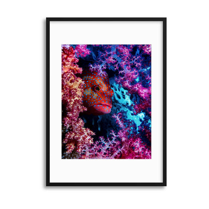 Coral Hind by Dani Barchana Framed Print - USTAD HOME