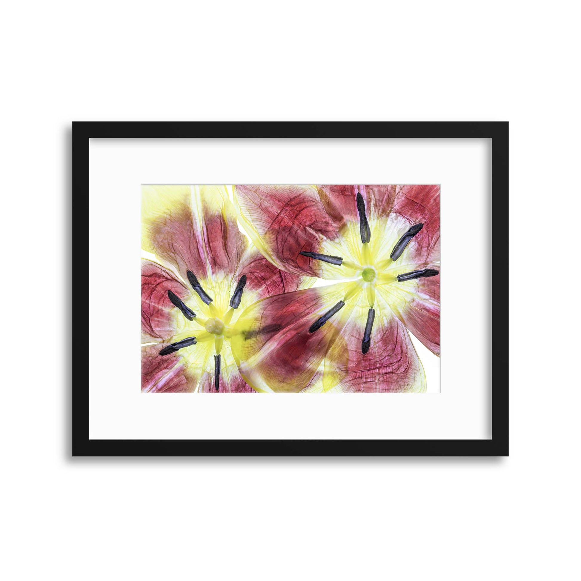 Tulips by Mandy Disher Framed Print - USTAD HOME