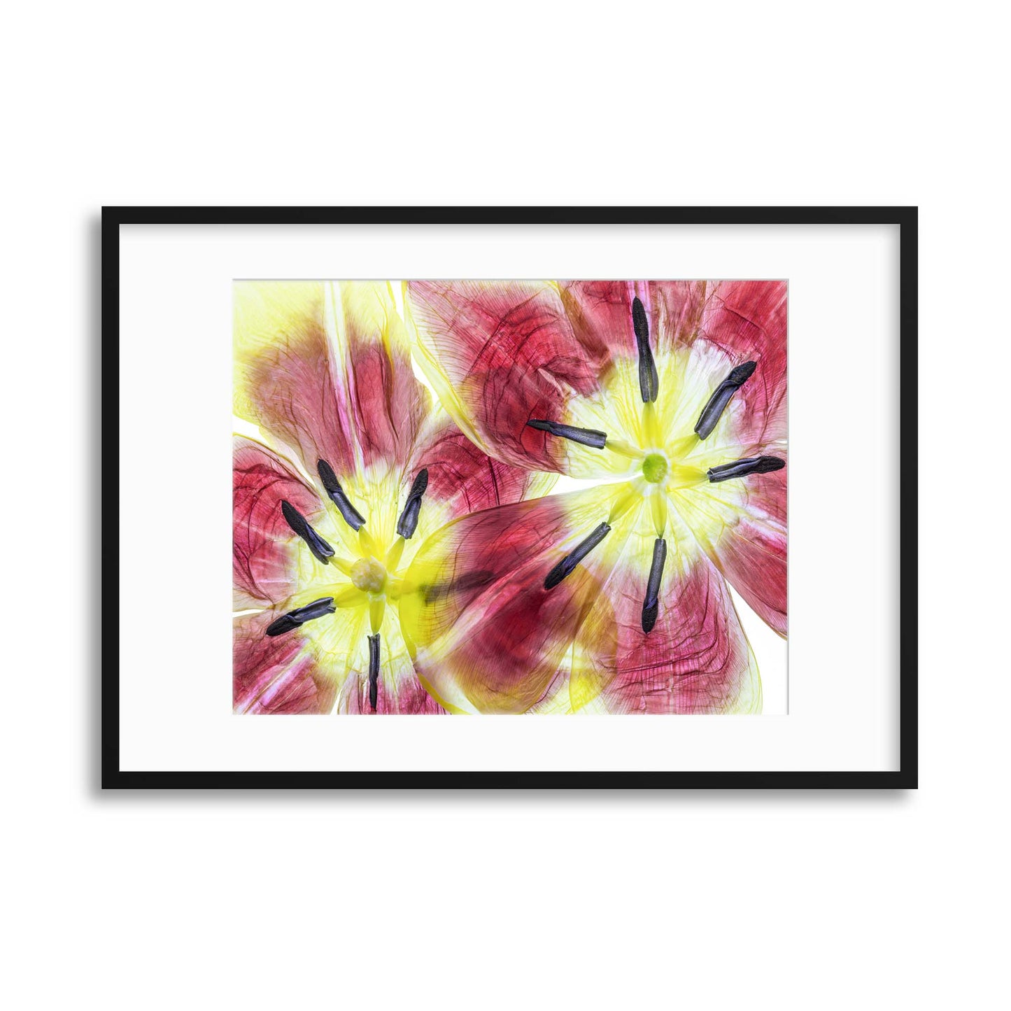 Tulips by Mandy Disher Framed Print - USTAD HOME