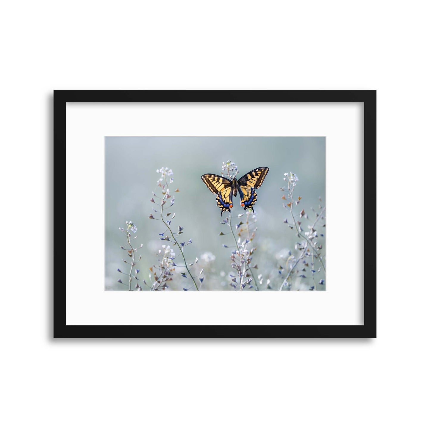 Swallowtail beauty by Petar Sabol Framed Print - USTAD HOME
