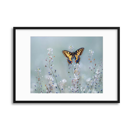 Swallowtail beauty by Petar Sabol Framed Print - USTAD HOME