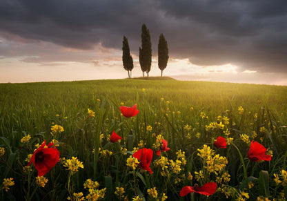 Blooming Tuscany by Daniel &#344;e&#345;icha Framed Print - USTAD HOME