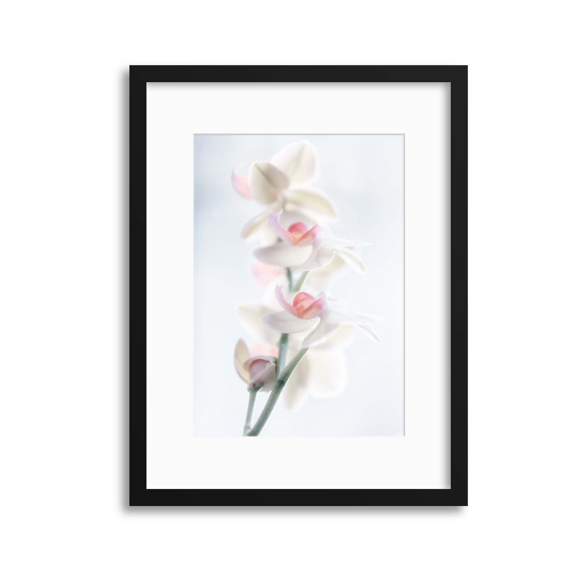 Pale Beauty by Peter Pfeiffer Framed Print - USTAD HOME