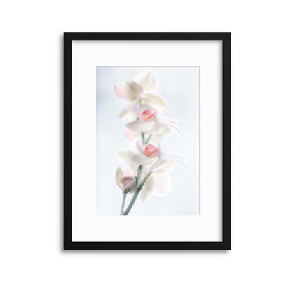 Pale Beauty by Peter Pfeiffer Framed Print - USTAD HOME