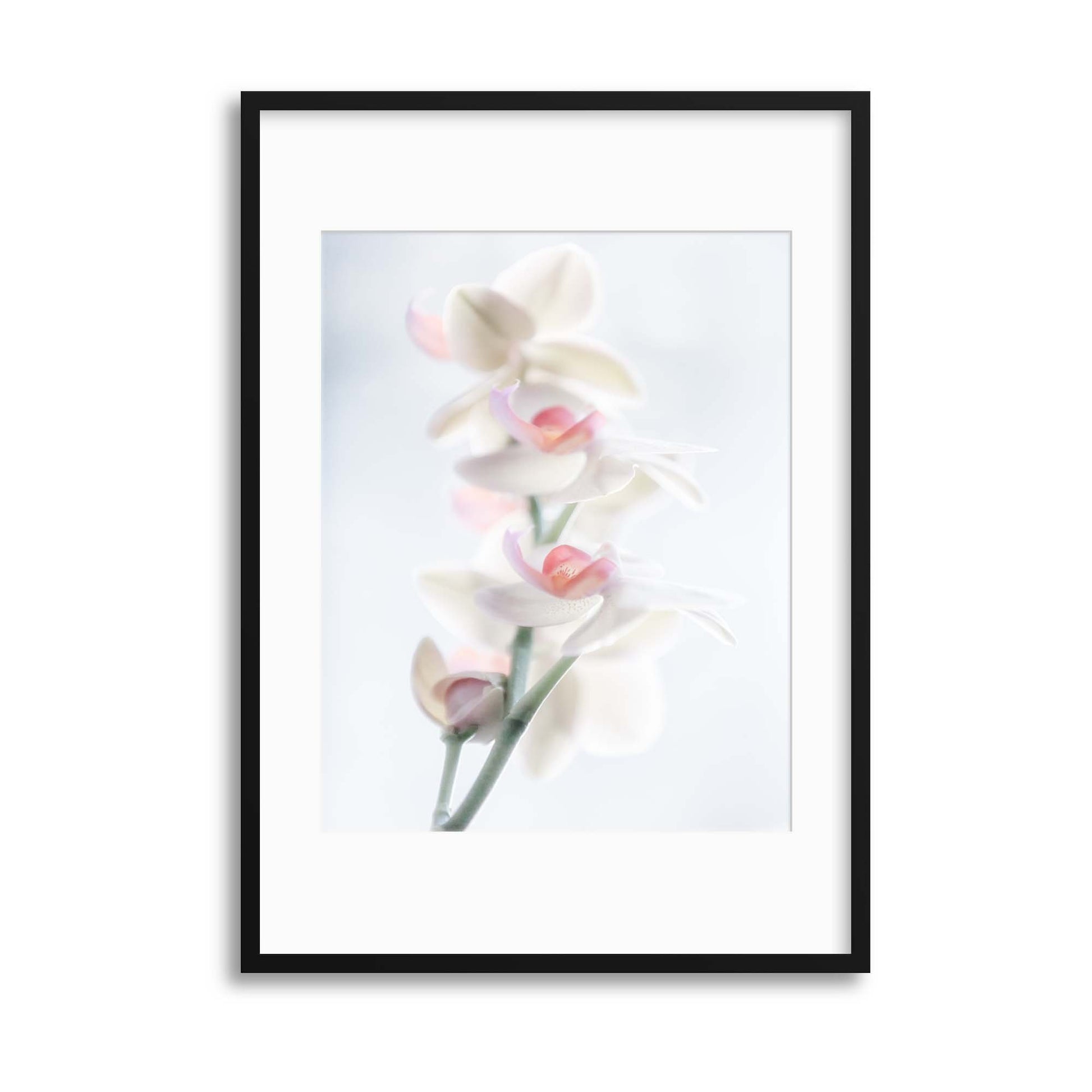 Pale Beauty by Peter Pfeiffer Framed Print - USTAD HOME