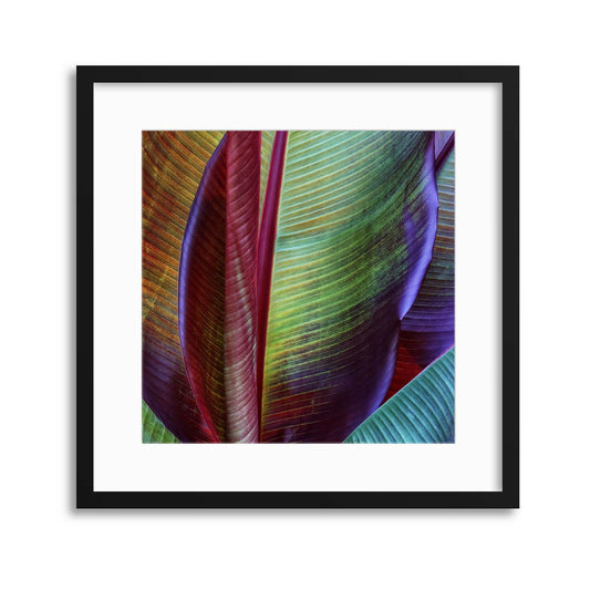 Banana skin by Francois Casanova Framed Print - USTAD HOME