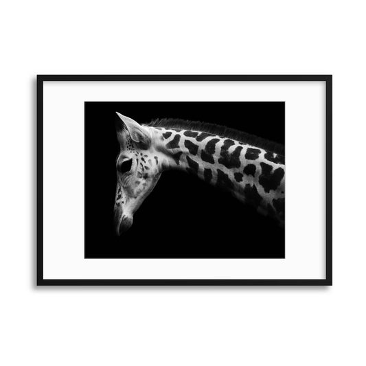 Calf by David williams Framed Print - USTAD HOME