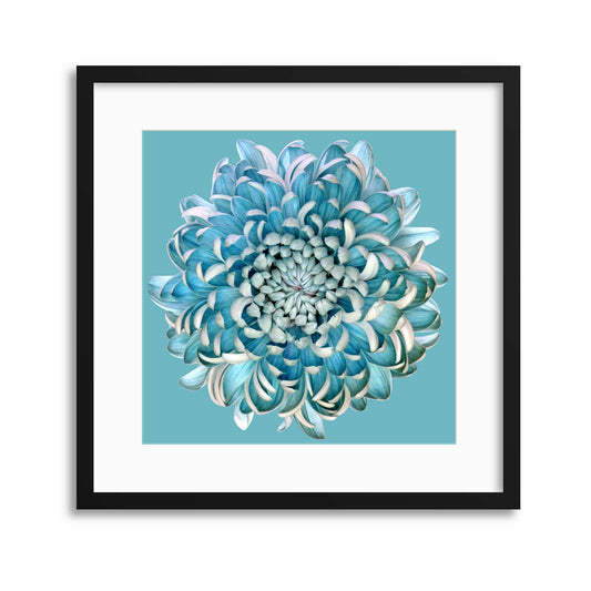 Blue Chrysanth by Brian Haslam Framed Print - USTAD HOME