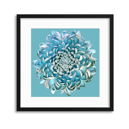 Blue Chrysanth by Brian Haslam Framed Print - USTAD HOME