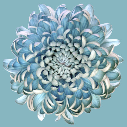 Blue Chrysanth by Brian Haslam Framed Print - USTAD HOME